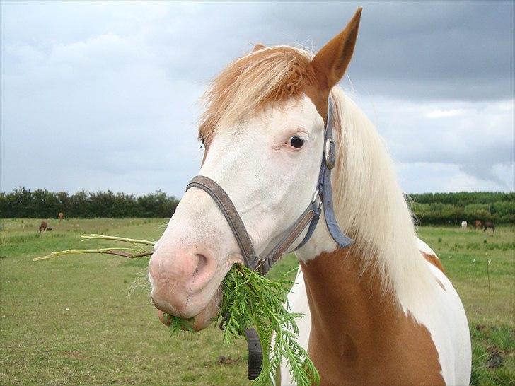 Pinto Lakota <3 R.I.P d.25.6.09 - Du er bare dejlig pony! :D billede 7