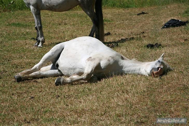 Welsh Pony (sec B) Kruchovs Dondey billede 4