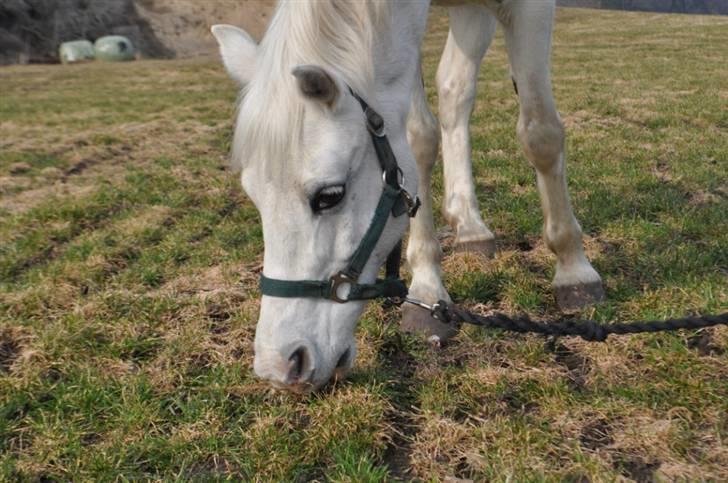 Welsh Pony (sec B) Kruchovs Dondey billede 5