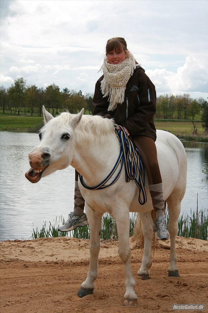 Welsh Pony (sec B) Kruchovs Dondey - 11 Maj 2010.  billede 6