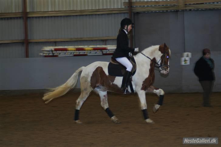 Pinto Lakota <3 R.I.P d.25.6.09 - Mig og den smukke i galop til opvarmningen d. 26/1-08 :) billede 19