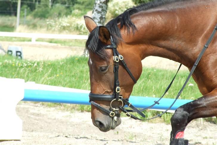 Knabstrupper Petit Af Vilhelmsgård solgt - petit i vandet på dressurbanen .. (: billede 15