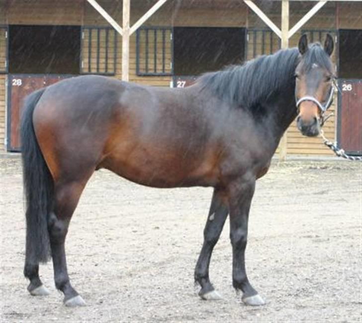 Anden særlig race Poco-Point - 3 år og i grundtræning  billede 1