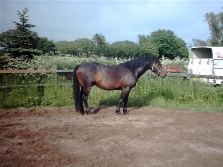 Anden særlig race Poco-Point - på ridebanen 5 år gammel billede 2