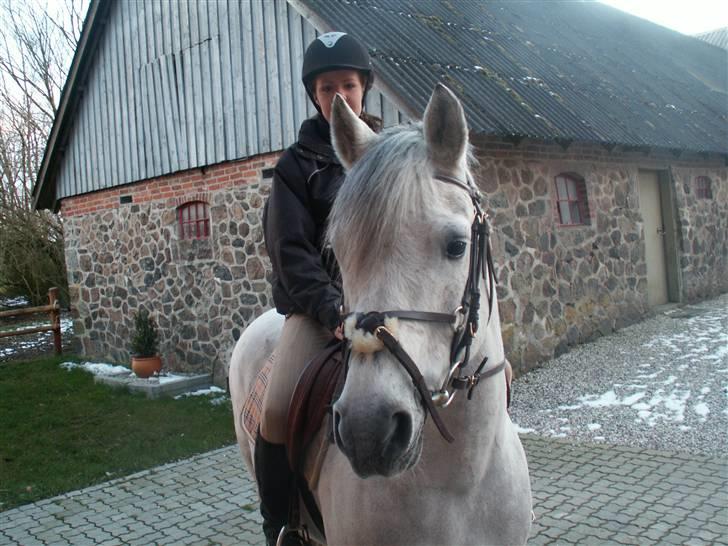 Connemara Cantali (SOLGT) - ikke det pæneste billede af dig :s  billede 2