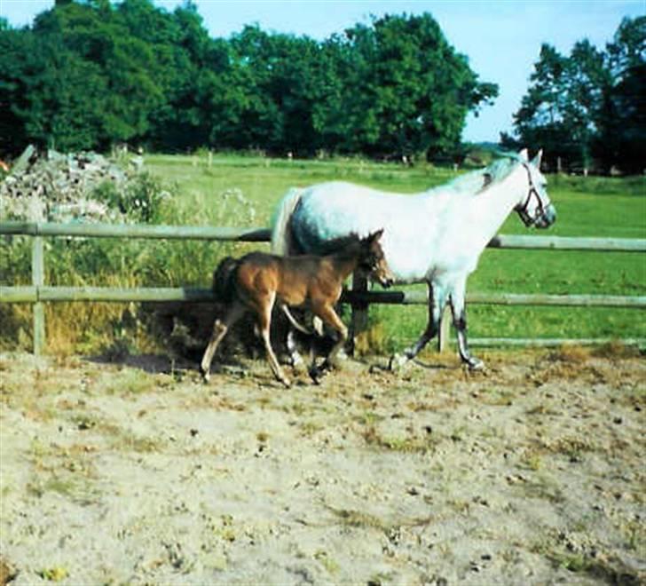 Anden særlig race Poco-Point - 2 mdr gammel sammen med min mor billede 4