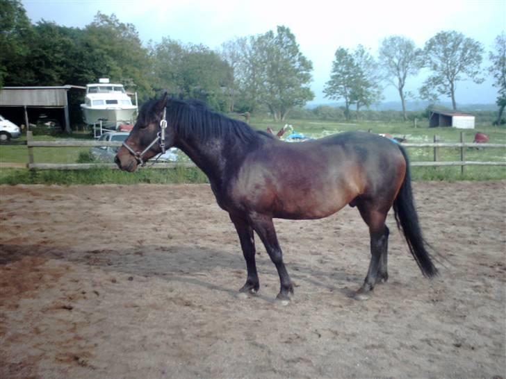 Anden særlig race Poco-Point - 5år og lige smuk billede 5