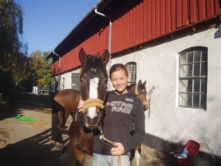Tysk Sportspony Domino - mig og Domino, i sommmeren 2007 (L) billede 3