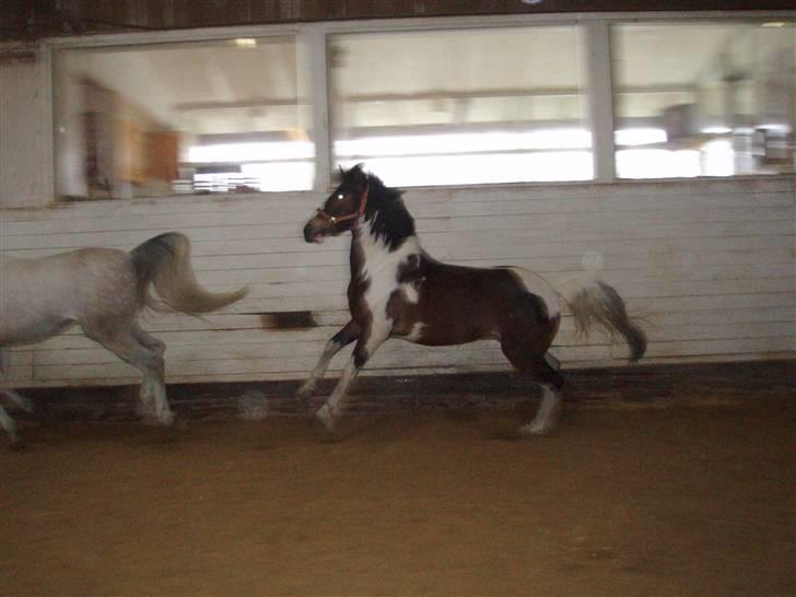 Tysk Sportspony Domino - Domino løs i ridehuset<3 billede 4