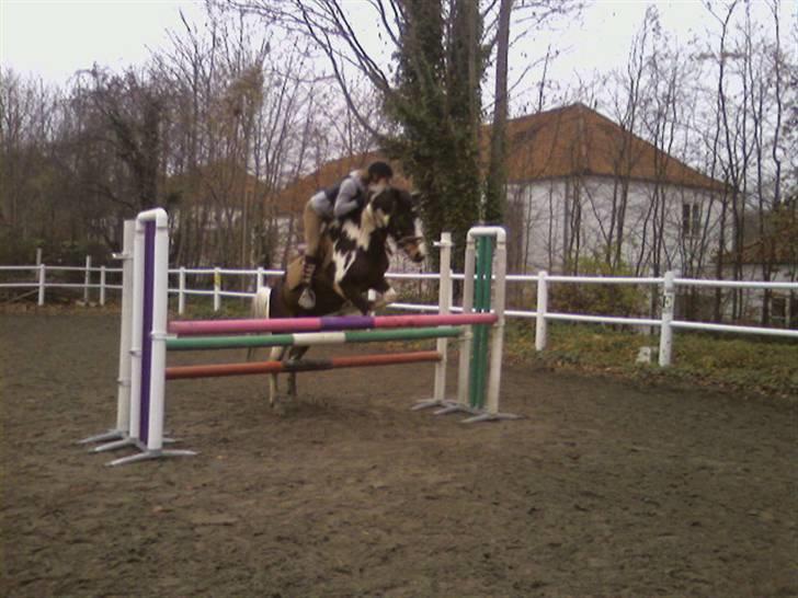 Tysk Sportspony Domino - Mig og Domino springer, det er spring er ca. en meter :) billede 8