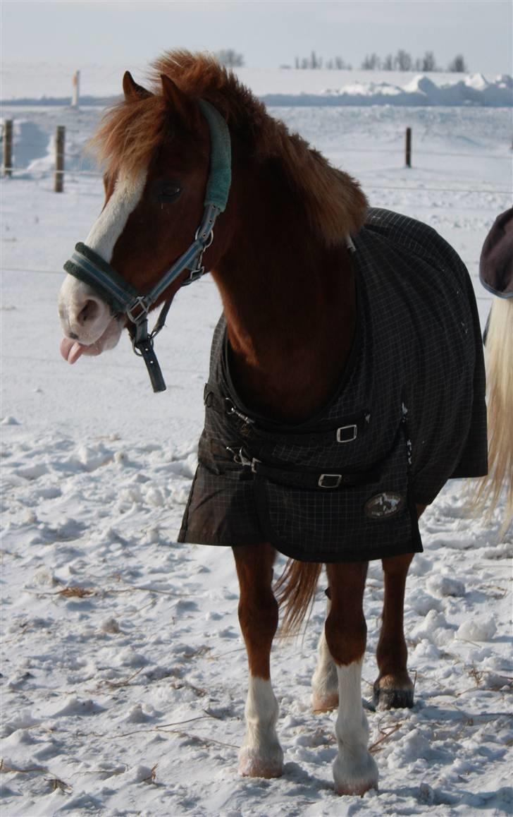 Welsh Mountain (sec A) - Jonathan  - Smukken i sne.  Foto: Mig billede 8