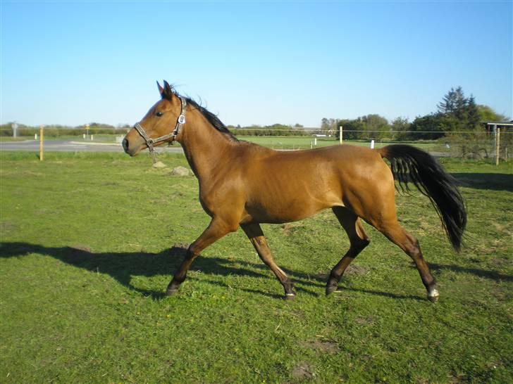 Arabisk fuldblod (OX) a/g's Perfect Boye"SOLGT" - ´~, Perfect Boye (L) sommerferien 2007 billede 2