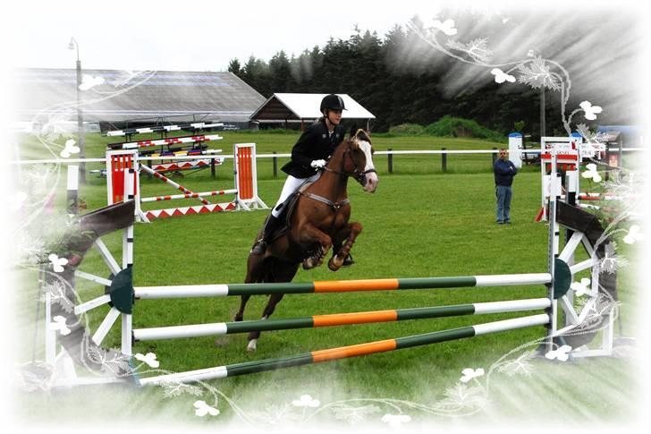 New Forest Prins (Magnus) SOLGT :(  billede 10