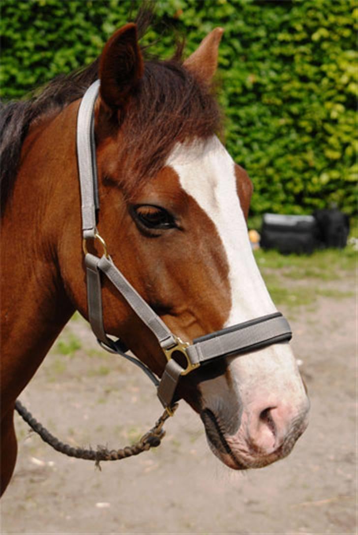 New Forest Prins (Magnus) SOLGT :(  billede 13