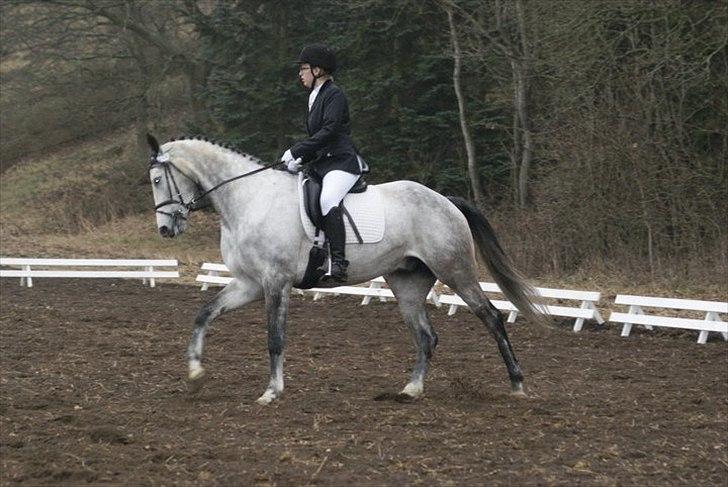 Trakehner Kaukasus - Langå 2011 billede 3