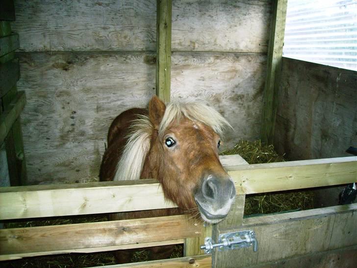 Shetlænder Bækkeskovens Jasper - Skal lige se om ikke der er en som har noget jeg kan spise billede 3