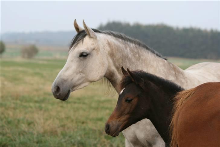 Arabisk fuldblod (OX) Fanillah - Fanillah, sammen med store søster. FOTO, Aino Bjerre billede 13