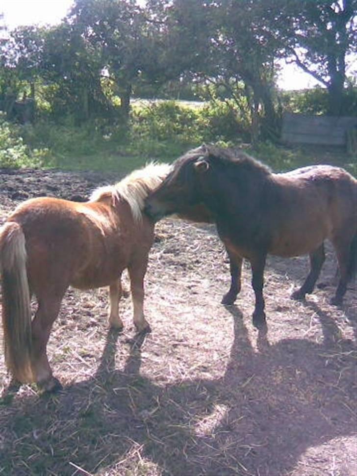 Shetlænder Bækkeskovens Jasper - Mig og min bedste legekammerat Buller billede 4