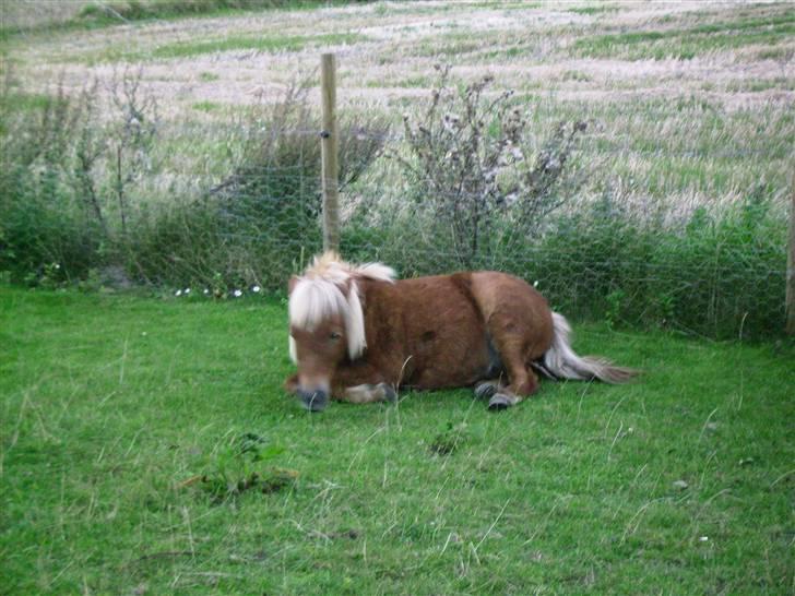 Shetlænder Bækkeskovens Jasper - Jeg blev så sulten af at rulle - så jeg snupper lige en bid før jeg rejser mig.... billede 5