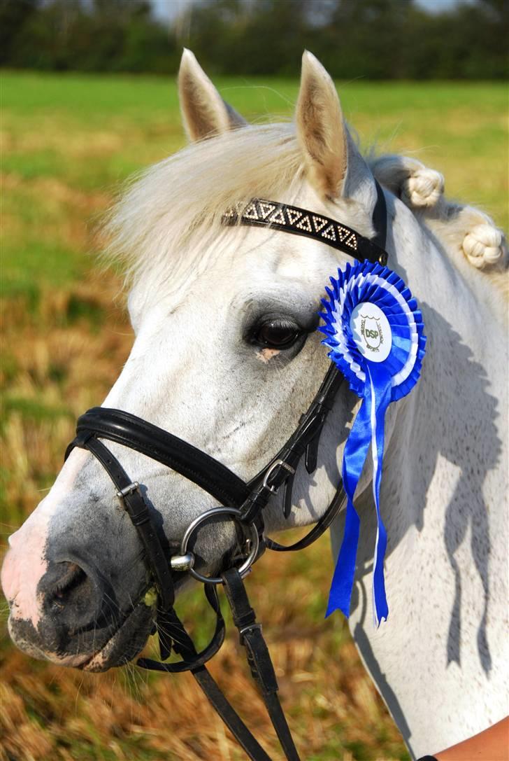 New Forest Kildemarken New Wed Fiona - efter kåringen(;  billede 16