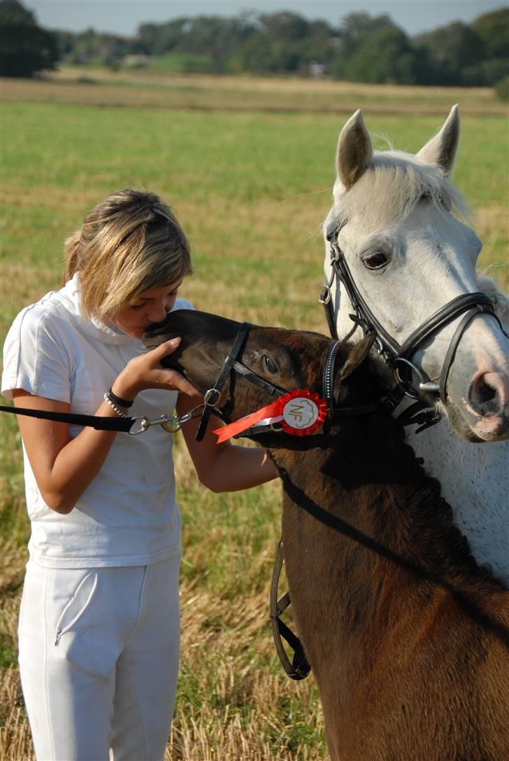 New Forest Kildemarken New Wed Fiona - efter følskuet(;  billede 17