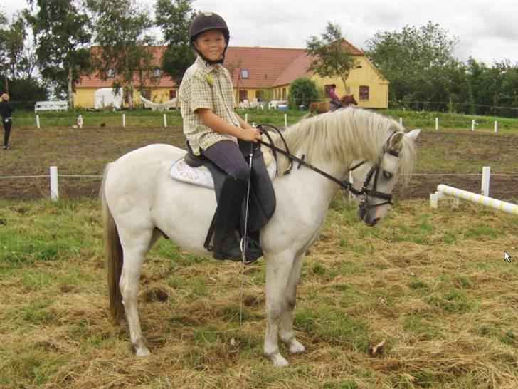 Welsh Pony af Cob-type (sec C) Fakla Chico  - Marcus og Fakla Chico august 2007 billede 19