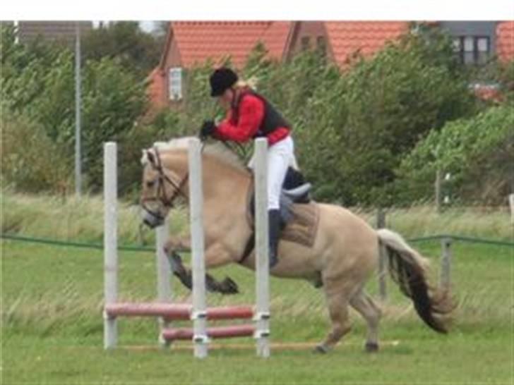 Fjordhest Haldans Jakob - Stævne FANØ 2007.. Han snubler før springet men kommer alligevel over.. billede 5