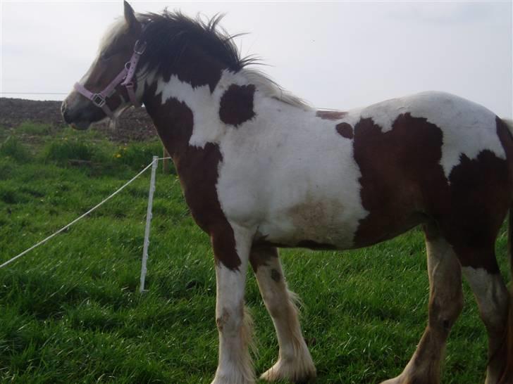 Irish Cob Irish Swan´s Sindi billede 18