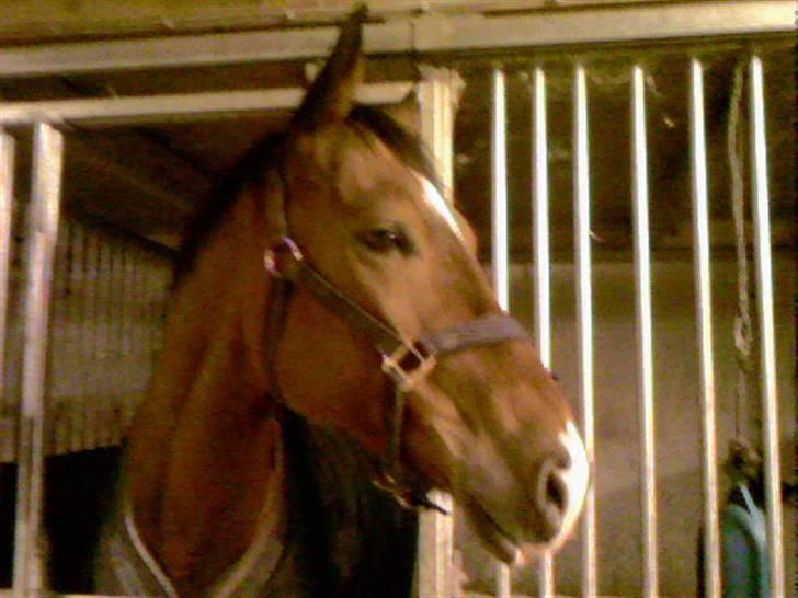 Dansk Varmblod Birkely's Orion *DØD* billede 11