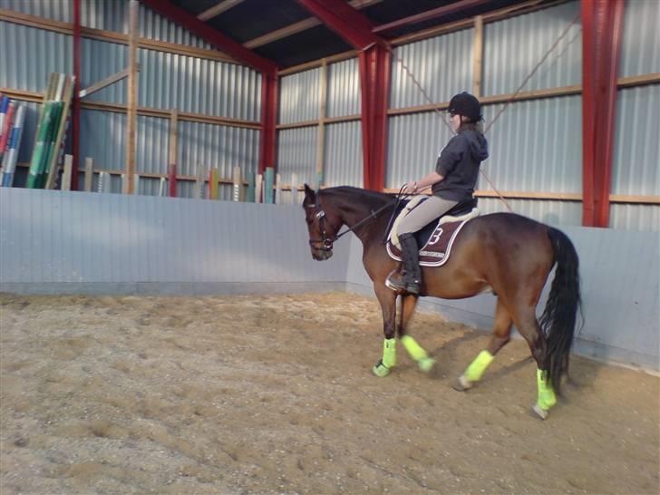 Dansk Varmblod Birkely's Orion *DØD* billede 12