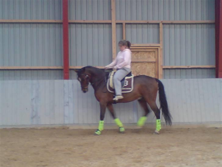 Dansk Varmblod Birkely's Orion *DØD* billede 13