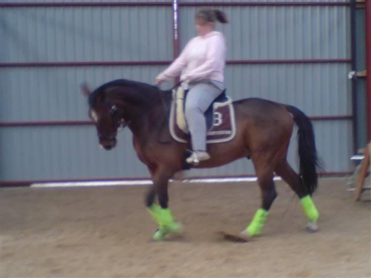 Dansk Varmblod Birkely's Orion *DØD* billede 14