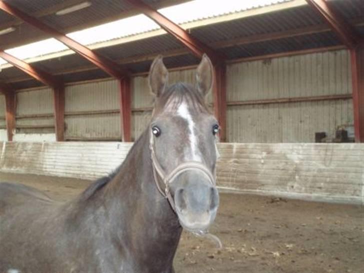 Arabisk fuldblod (OX) Zadeek billede 3