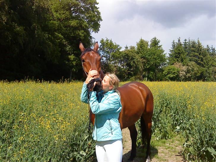 Dansk Varmblod Gørklindtgårds Flash [Tidliger hest] - undervisning på rideskolen billede 5