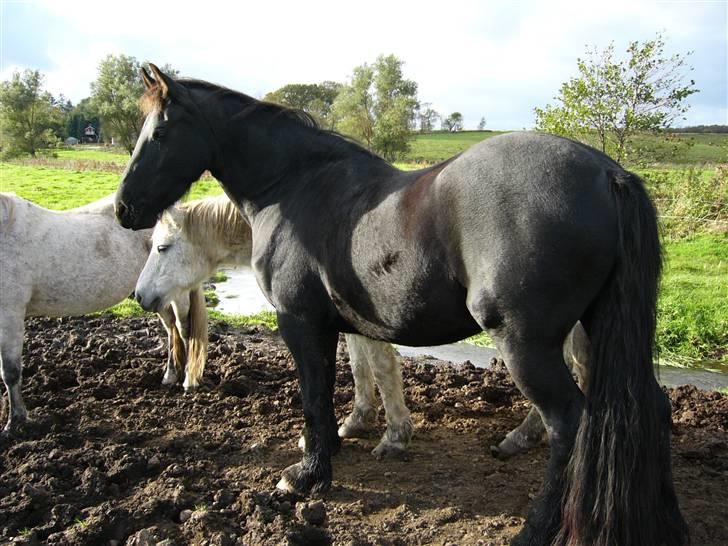 Frieser Liberty billede 2