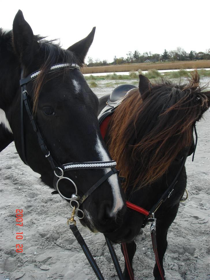 Pinto Covo  SOLGT - Covo og hans bedste ven Gosi trætte efter en go laaang jorde-tur på stranden :) billede 2