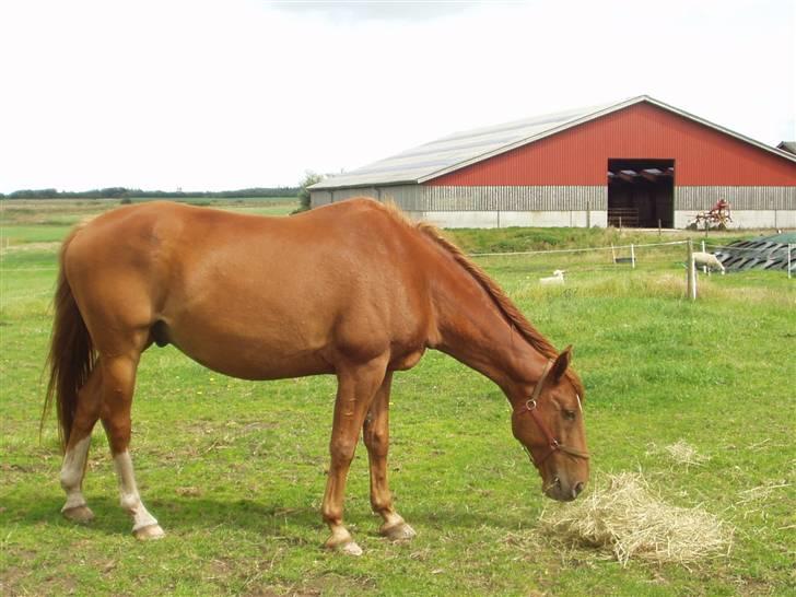Dansk Varmblod May Julaga R.I.P - Han har mistet meget muskelfylde på halsen p. g.a han stod halt billede 17