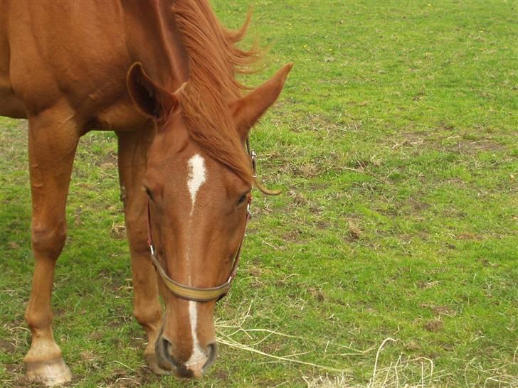 Dansk Varmblod May Julaga R.I.P - Hva´ så baby!! ;D billede 18
