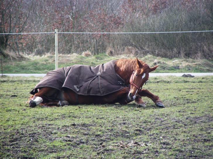 Dansk Varmblod May Julaga R.I.P - NUUURH!!!!! billede 19