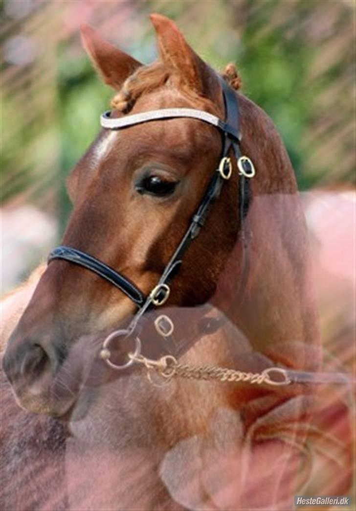Welsh Pony af Cob-type (sec C) Fjordglimt Carylin - Et billede jeg bliver ved med at være betaget af, det første jeg så af hende (´: billede 1