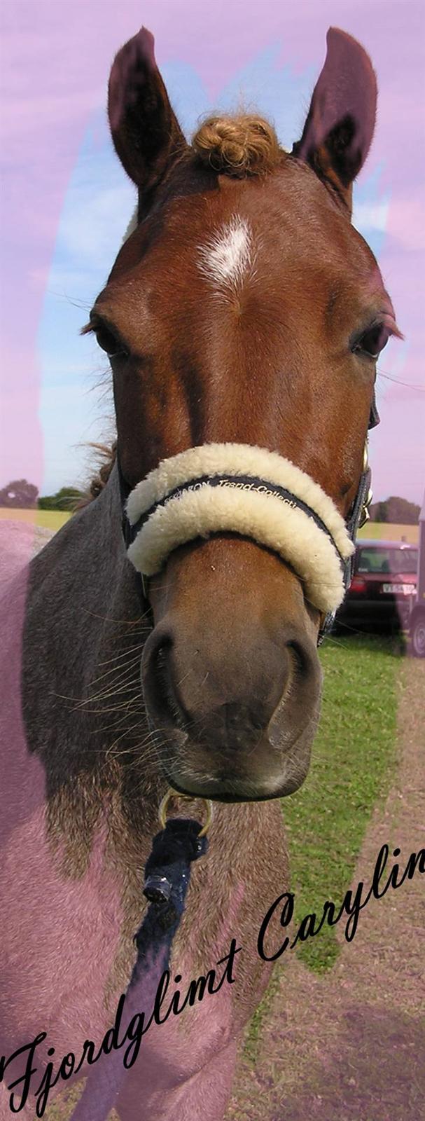 Welsh Pony af Cob-type (sec C) Fjordglimt Carylin - Fra uofficielt DM i Haslev ´09 (: billede 2