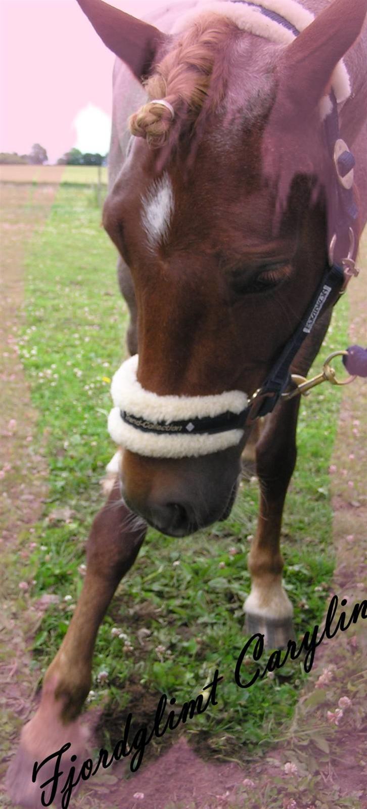 Welsh Pony af Cob-type (sec C) Fjordglimt Carylin - Fra uofficielt DM i Haslev ´09 (: billede 4