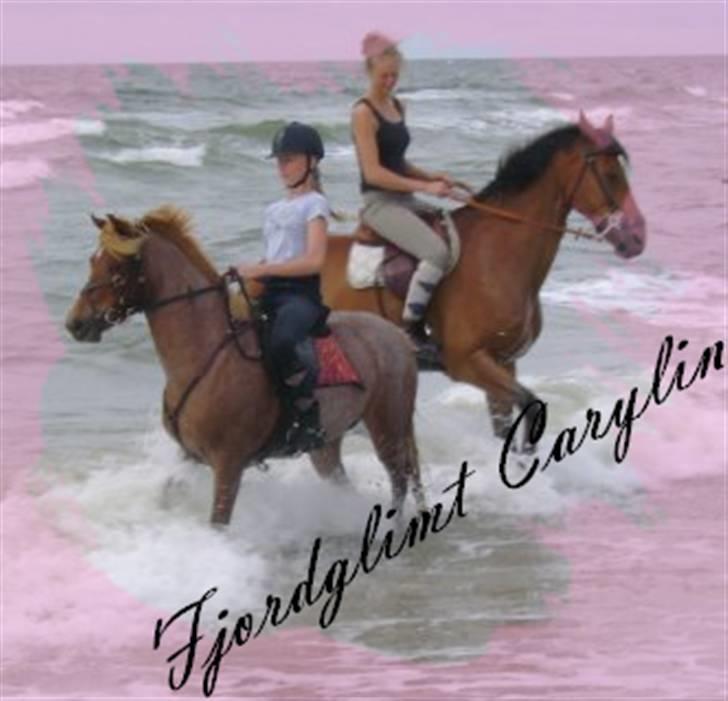 Welsh Pony af Cob-type (sec C) Fjordglimt Carylin - Rambi og Carylin I vandet på Rømø :D billede 9