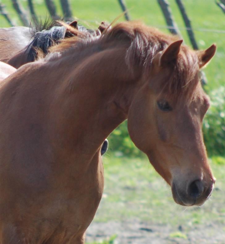 Anden særlig race Nagengaards Cesare - Flotte pony! :) billede 18