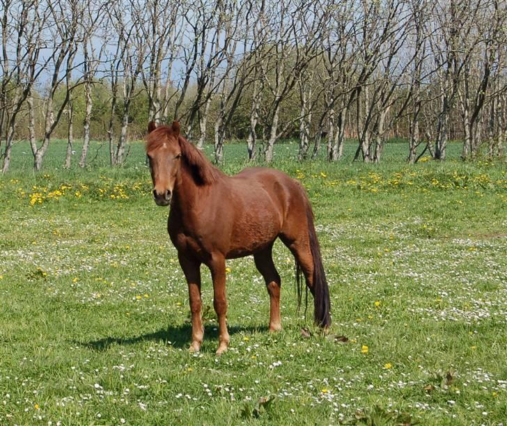 Anden særlig race Nagengaards Cesare - Cesare på græsmarken.. billede 20