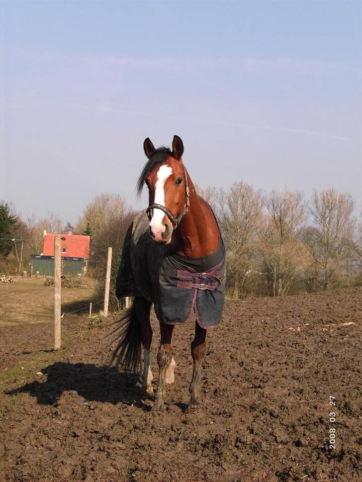 Sportsaraber (A) Boheme "solgt" - Boheme på fold.. <33 så smuk han er.. billede 5