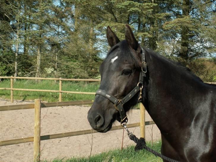 New Forest Calandias Avalanche  - Avalanche - 1 år gammel billede 1