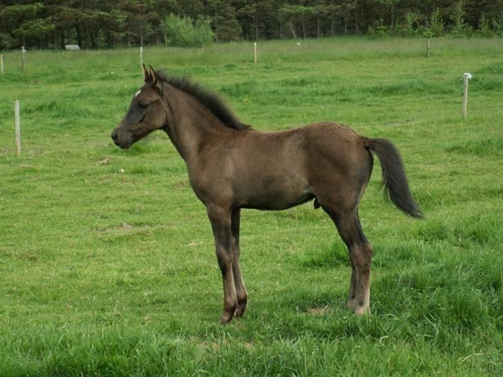 New Forest Calandias Avalanche  - Avalanche i profil på sommerfold billede 2