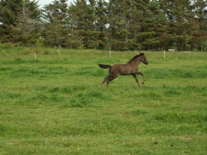 New Forest Calandias Avalanche  - En rask løbetur på folden billede 3