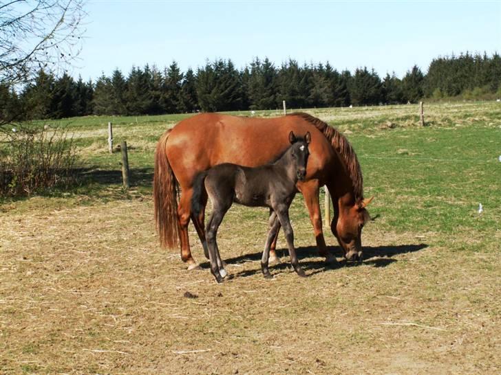 New Forest Calandias Avalanche  - Avalanche og Carnation på fold billede 4